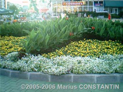 Parcul din Pitesti, aranjament floral