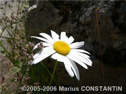 Macro - floare salbatica