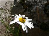 Macro - floare salbatica