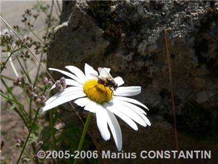 Macro - floare salbatica