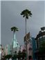 Palmieri pe Hollywood Blvd la MGM Studios