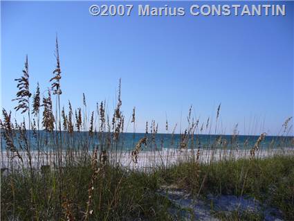 Sea oats pe plaja