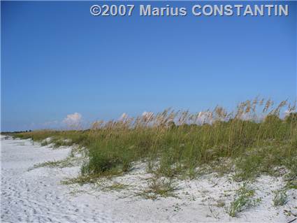 Sea oats pe plaja