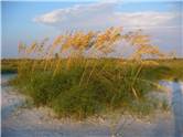 Sea oats