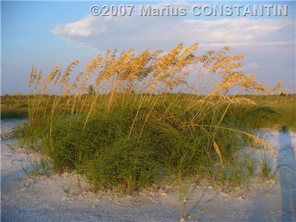 Sea oats