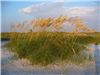 Sea oats