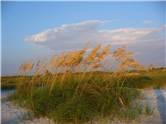 Sea oats