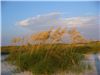 Sea oats