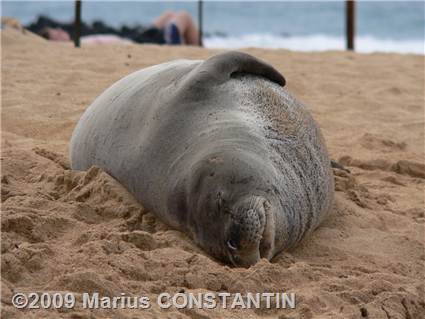 Monk seal at Poipu Beach