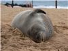 Monk seal at Poipu Beach