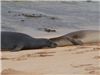 Monk seals at Poipu Beach