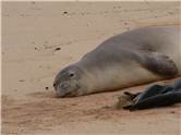 Sleeping seal monk