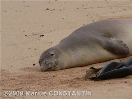 Sleeping seal monk