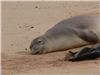 Sleeping seal monk