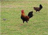 Rooster at Spouting Horn Beach Park (and all the other places)