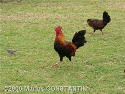 Rooster at Spouting Horn Beach Park (and all the other places)