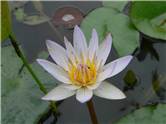 Water Lily