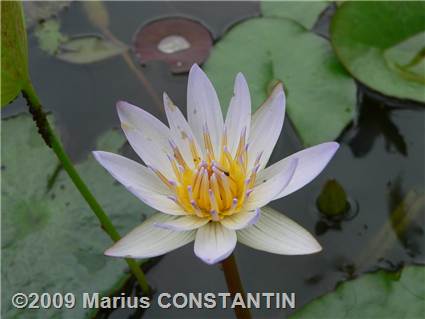 Water Lily