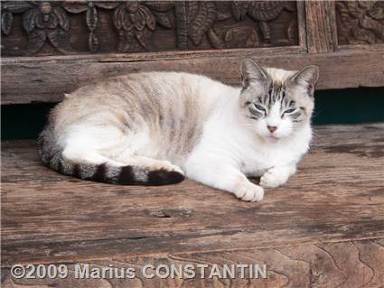 Cat on the bench at Hanapepe