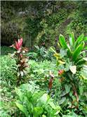 Vegetation at Fern Grotto