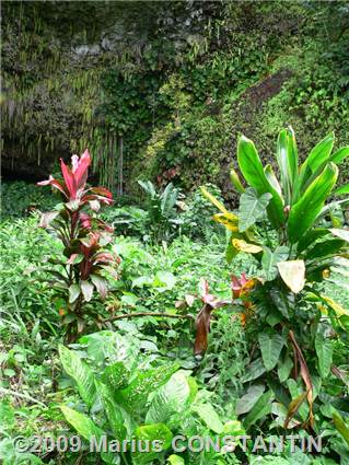 Vegetation at Fern Grotto