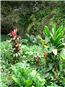 Vegetation at Fern Grotto