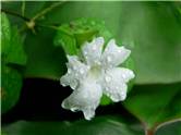 Flower with dew