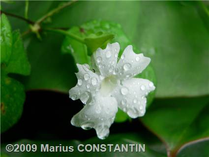 Flower with dew