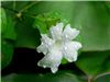 Flower with dew