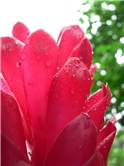 Red flower