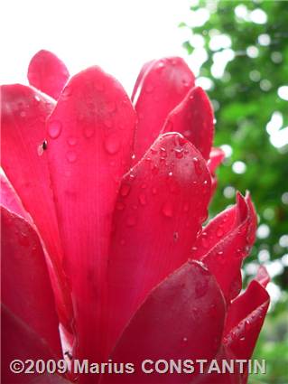 Red flower