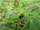 Blue Ladybug