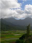 Taro fields in Hanalei Valley