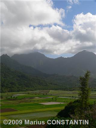 Taro fields in Hanalei Valley