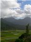 Taro fields in Hanalei Valley