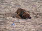 Dog sleeping on the beach