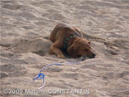 Dog sleeping on the beach