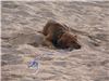 Dog sleeping on the beach