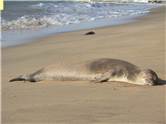 Seal monk sleeping at Ke'e Beach