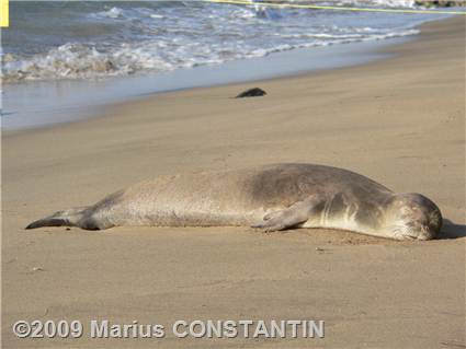 Seal monk sleeping at Ke'e Beach