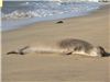 Seal monk sleeping at Ke'e Beach