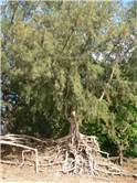 Tree at Ke'e Beach