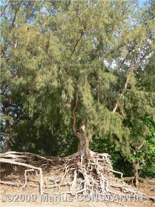 Tree at Ke'e Beach