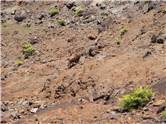 Goat at Waimea Canyon