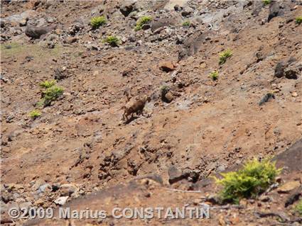 Goat at Waimea Canyon