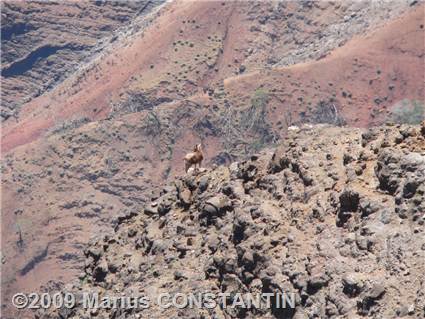 Goat at Waimea Canyon