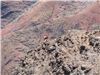 Goat at Waimea Canyon