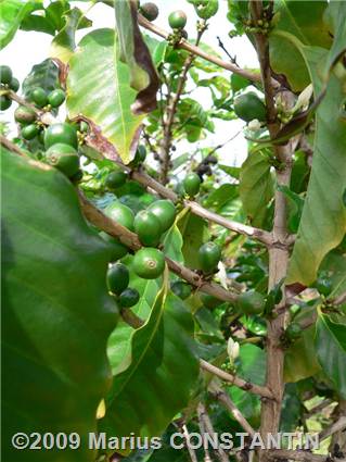 Coffee plant