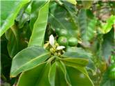 Coffee plant flower