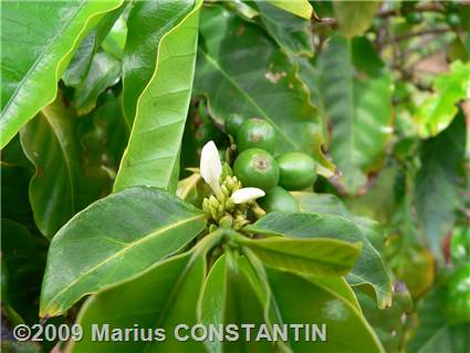 Coffee plant flower